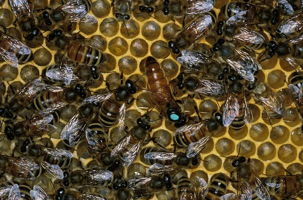 Abelha Mel Apis Mellifera Colmeia Mostrando Rainha Trabalhadores — Fotografia de Stock