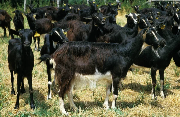 Poitevine Goat Herd Females — Stock Photo, Image