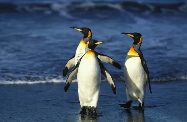 King Penguin Aptenodytes Patagonica Group Standing Beach Salisbury Plain South — стоковое фото