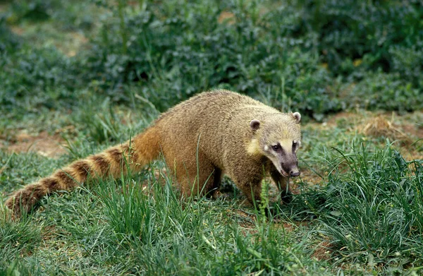 Ringtailed Coati Coatimundi Nasua — Stok Foto