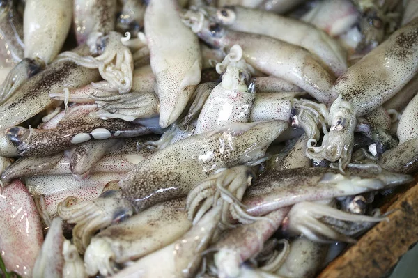 Calamares Frescos Coleoidea Puesto Pescado —  Fotos de Stock