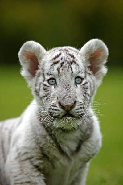 Vit Tiger Panthera Tigris Porträtt Cub — Stockfoto