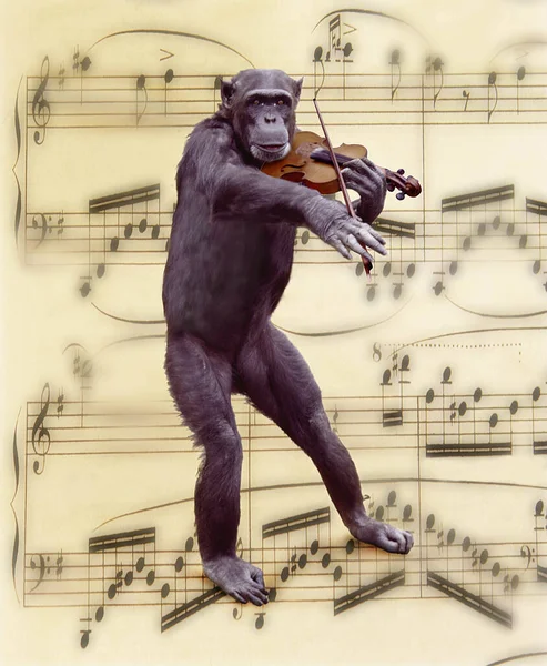 Schimpanse Pantroglodyten Die Geige Spielen Kompositbild — Stockfoto