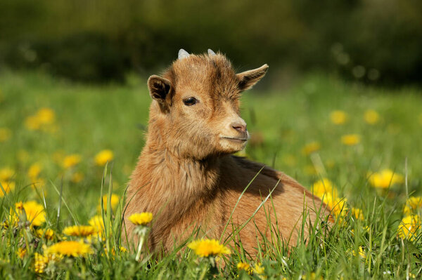 Pygmy Goat or Dwarf Goat, capra hircus, 3 Months Old Baby Goat  