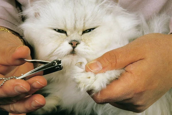 Mulher Preparando Gato Doméstico Branco Persa Como Cortar Garras — Fotografia de Stock