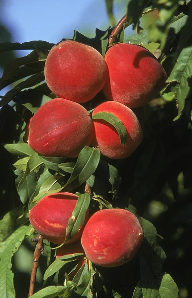 西葫芦 桃树上的果实 — 图库照片