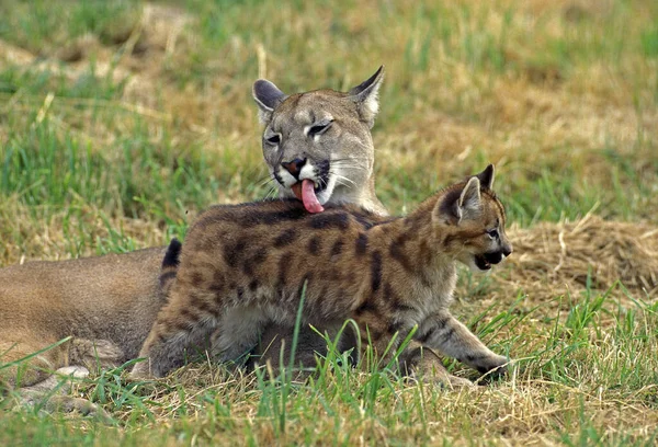 Puma Puma Concolor Madre Lamiendo Cachorro — Foto de Stock