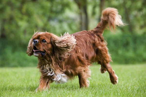 Cavalier Roi Charles Spaniel — Photo