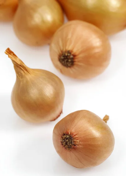French Onions Called Grelot Allium Cepa White Background — Stock Photo, Image