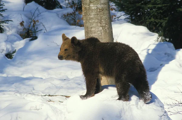 Bruine Beer Ursus Arctos Volwassen Sneeuw — Stockfoto