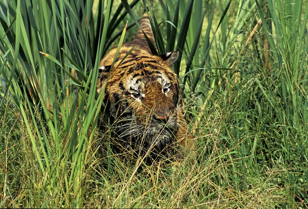 Tigre Bengala Pantera Tigris Tigris Adulto Camuflado Hierba Larga — Foto de Stock