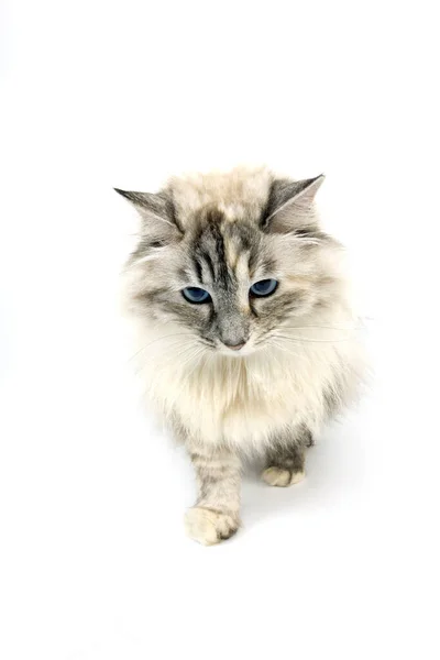 Seal Tabby Point Valkoinen Siperian Kotimainen Kissa Nainen Seisoo Valkoista — kuvapankkivalokuva