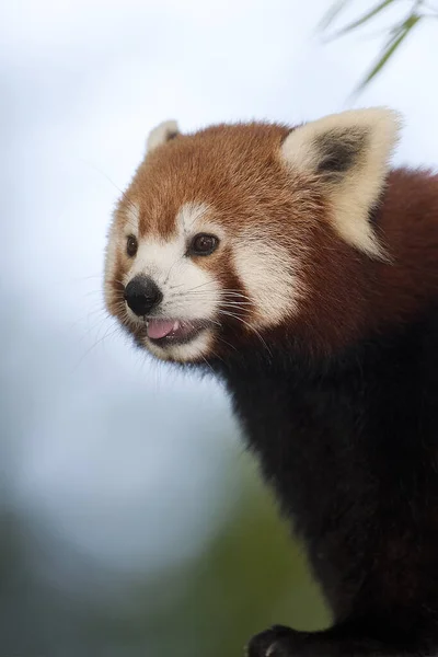 Röd Panda Krämpor Porträtt Vuxen — Stockfoto