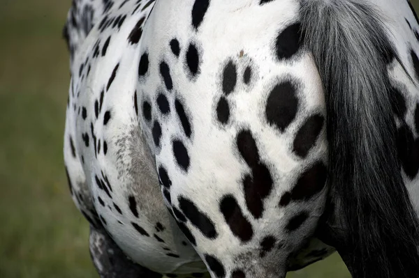 Кінь Аппалауса Оточений Шкірою — стокове фото