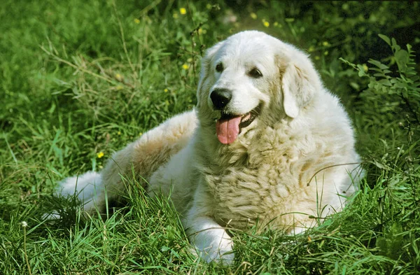 Great Pyrenees Dog Pyrenean Mountain Dog Adult Laying Grass — Stock Photo, Image