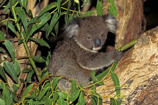 Koala Phascolarctos Cinereus Dorosły Stojący Drzewie Australia — Zdjęcie stockowe