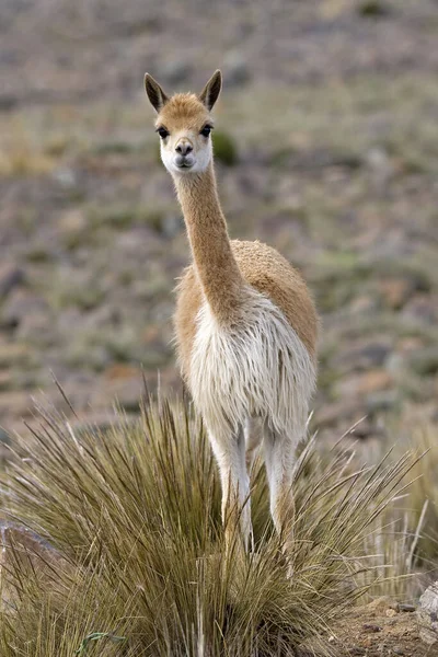 Vicuna Vicugna Vicugna Pampas Galeras Reserve Peru — Stock fotografie