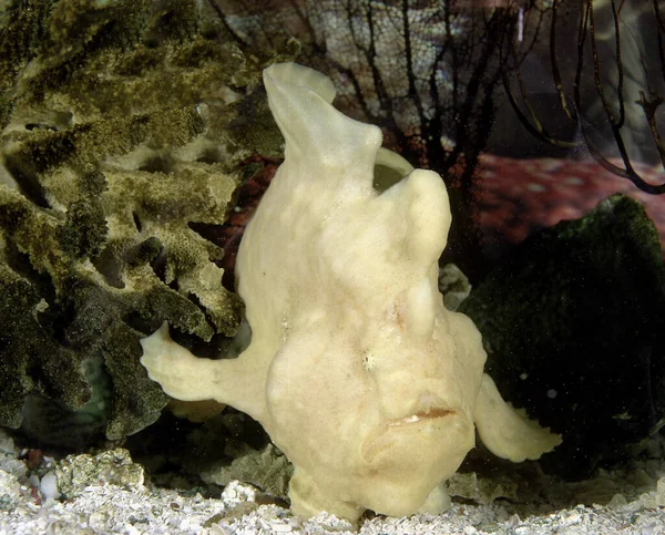 Giant Frogfish Anténní Commersonii — Stock fotografie