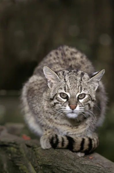 Geoffroy Cat Onifelis Geoffroyi Adult — ストック写真