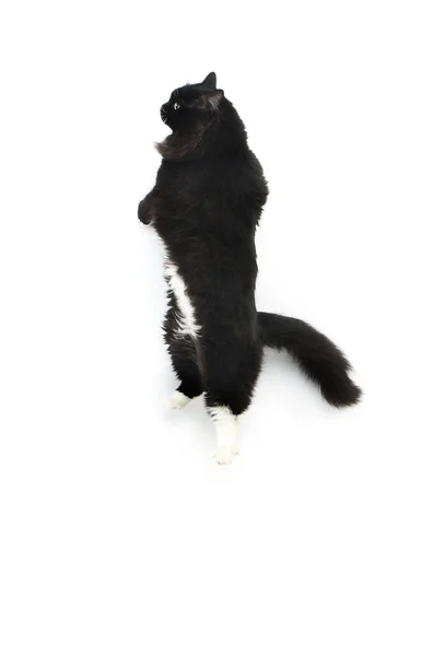 Negro Blanco Siberiano Gato Doméstico Hembra Pie Hind Piernas Jugando —  Fotos de Stock