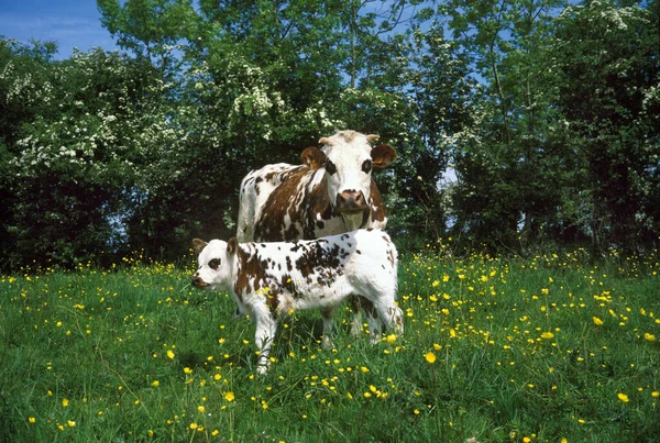 Vaca Normandía Madre Con Ternera Calvados Normandía —  Fotos de Stock