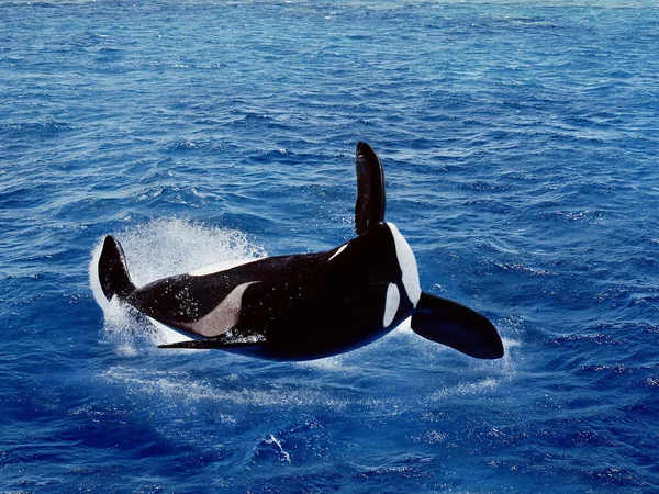 Morski Wieloryb Orcinus Orca Oddychanie Dorosłych — Zdjęcie stockowe