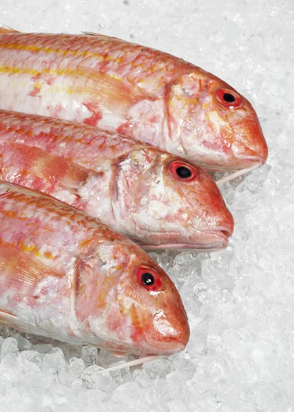 Gurnard Mullus Surmuletus Fresh Fishes Ice — Stock Photo, Image