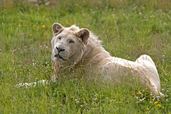 Weißer Löwe Panthera Leo Krugensis — Stockfoto