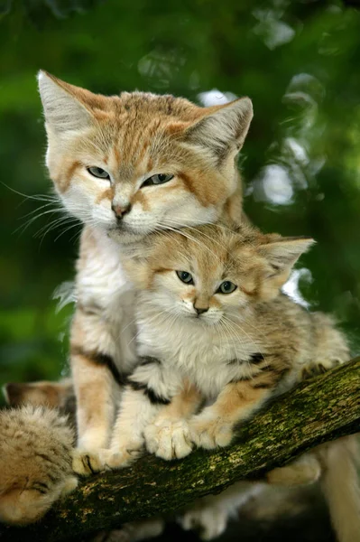 Gatto Sabbia Felis Margarita Madre Con Cucciolo Piedi Sul Ramo — Foto Stock