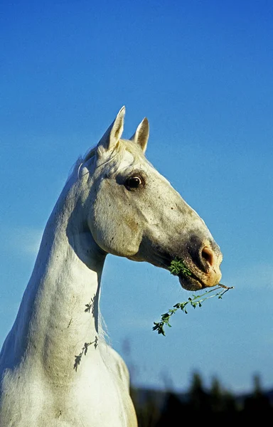 Cheval Lipizzan Portrait Contre Ciel Bleu — Photo