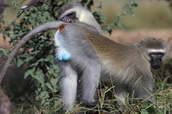 Vervet Monkey Cercopithecus Aethiops Pair Grooming Kruger Park Zuid Afrika — Stockfoto