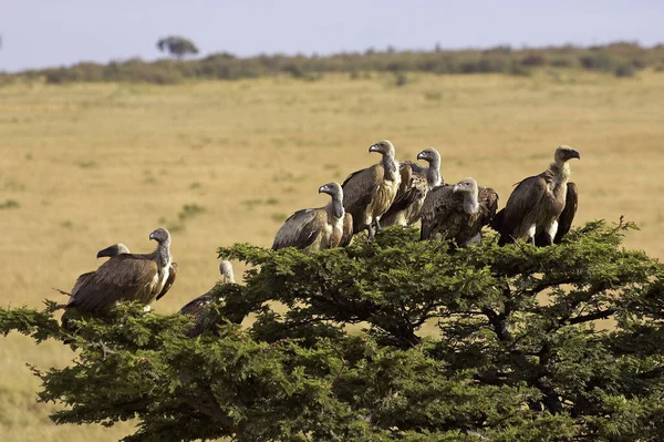 African White Backed Vulture Gyps Africanus Grupa Stojąca Szczycie Drzewa — Zdjęcie stockowe