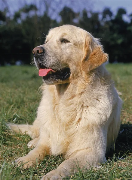 Altın Avcı Köpeği Çimlerin Üzerinde Yatıyor — Stok fotoğraf