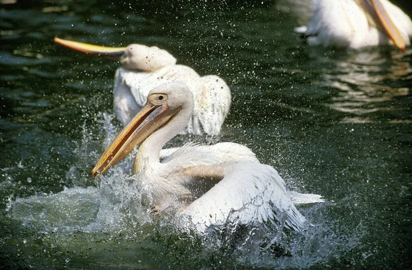 Great White Pelican Pelecanus Onocrotalus Adult Having Bath — Stock Photo, Image