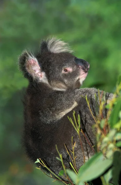 Koala Phascolarctos Cinereus Felnőtt — Stock Fotó