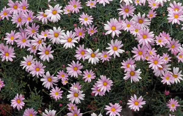 Pink Flowerbed Natural Background — Stock Photo, Image