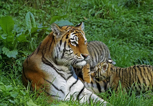 Tygrys Syberyjski Tygrys Pantera Altaica Samica Kubkiem Leżącym Trawie — Zdjęcie stockowe