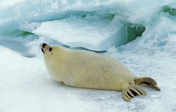 Harp Seal Pagophilus Groenlandicus Pup Standing Ice Field Magdalena Island — стокове фото