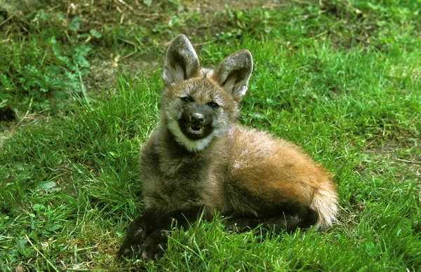 オオカミ クロイソンブラキキュラス クブスナーリング — ストック写真