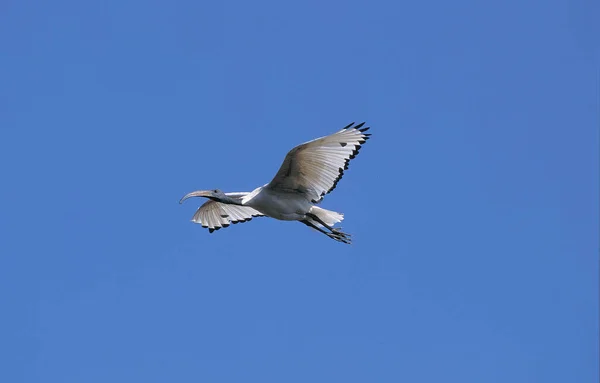 Sacred Ibis Threskiornis Aethiopica Adult Flight Blue Sky Kenia — Foto de Stock