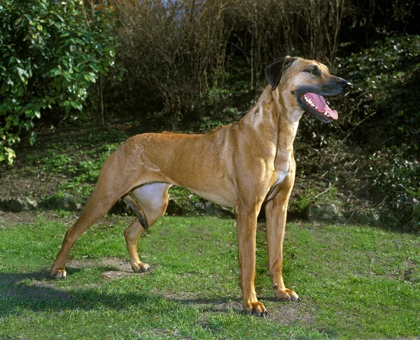 Rhodesian Ridgeback Dog Áll Füvön — Stock Fotó