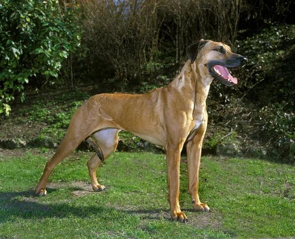 Rhodesian Ridgeback Dog Στέκεται Στο Γρασίδι — Φωτογραφία Αρχείου