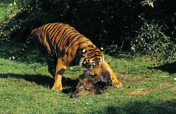 Tigre Sumatra Tigris Sumatrae Panthera Adulto Com Uma Morte Javali — Fotografia de Stock