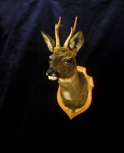 Roe Deer Capreolus Capreolus Jachttrofee — Stockfoto