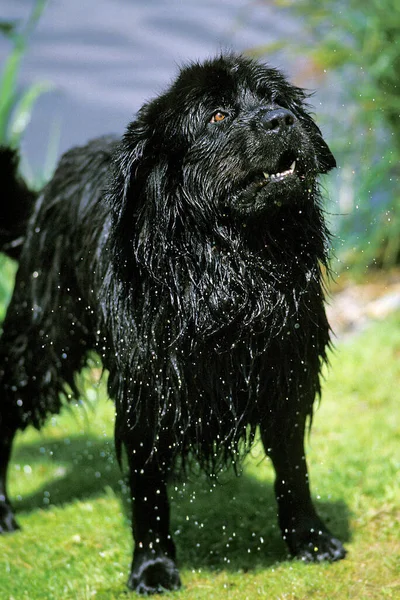 Newfoundland Dog Rescue Dog Vynořuje Jezera — Stock fotografie