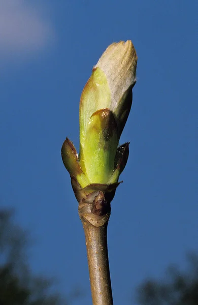 Drzewo Kasztanowe Aesculus Hippocastanum Bud Przeciwko Błękitnemu Niebu — Zdjęcie stockowe