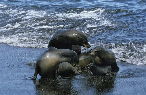 Galapagos Fur Seal Arctohead Galapagoensis Group Standing Beach Emerging Ocean — 图库照片