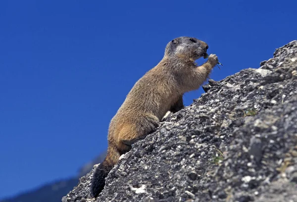 Marmota Alpina Marmota Marmota Adulto Parado Sobre Rocas Comiendo Alpes — Foto de Stock