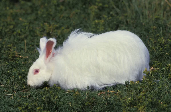 Angorakaninchen Gras — Stockfoto