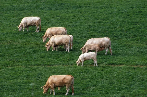 Rubia Aquitaine Ganado Doméstico Francia Herd Eating Grass —  Fotos de Stock